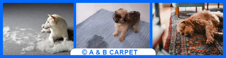 Pet stain odor removal brooklyn ny